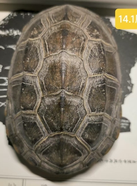 天然完整干净乌龟壳客厅中式