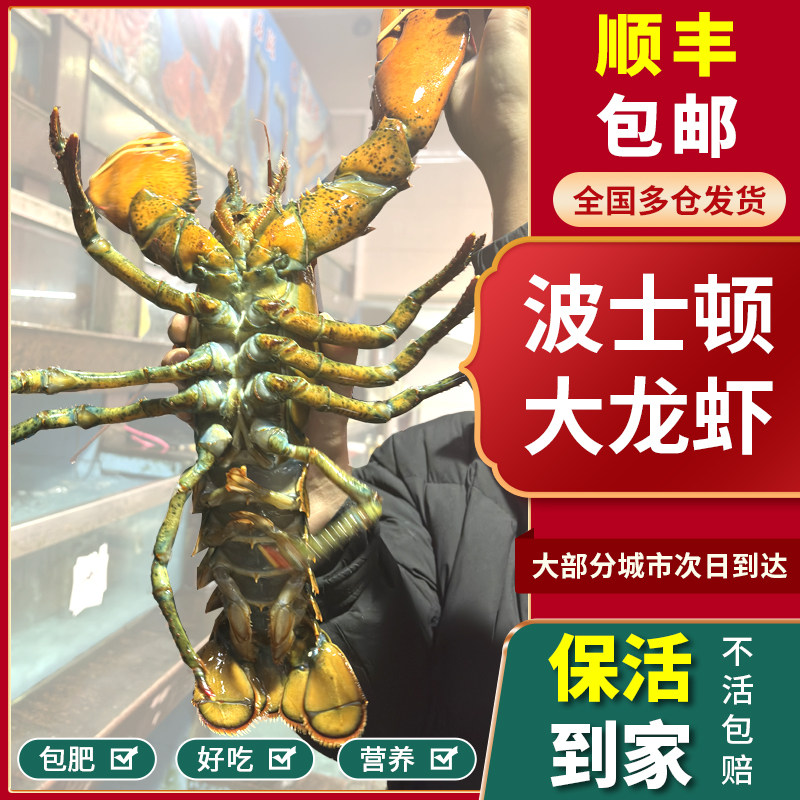 【保活】鲜活波士顿龙虾加拿大特大龙虾新鲜活虾包鲜海鲜水产礼品,水产肉类/新鲜蔬果/熟食,活虾,淘宝优惠券,粉丝福利购,淘宝优惠卷