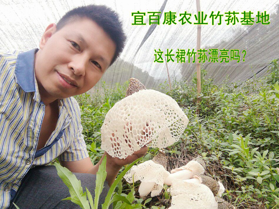 宜宾特产食用菌长裙竹荪竹笙干货新货无硫500g超低特价包邮