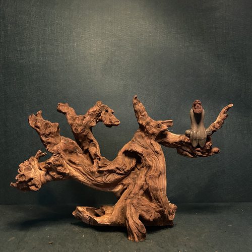 天然金丝红沉木鱼草缸造景