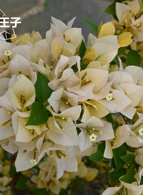 浮山王子 苏瓦娜三角梅四季开花明黄色盆栽爬藤室内绿植庭院绿植