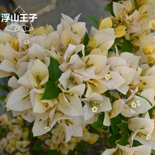 浮山王子 苏瓦娜三角梅四季开花明黄色盆栽爬藤室内绿植庭院绿植