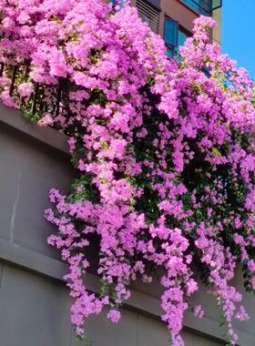 浮山王子三角梅品种苗巴西紫含盆喜阳爬藤紫色开花阳台庭院植物