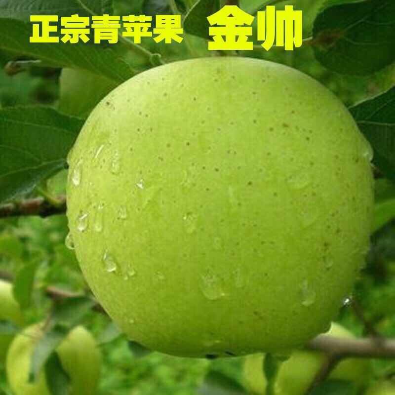 青苹果头茬新鲜金帅苹果应季酸甜苹果