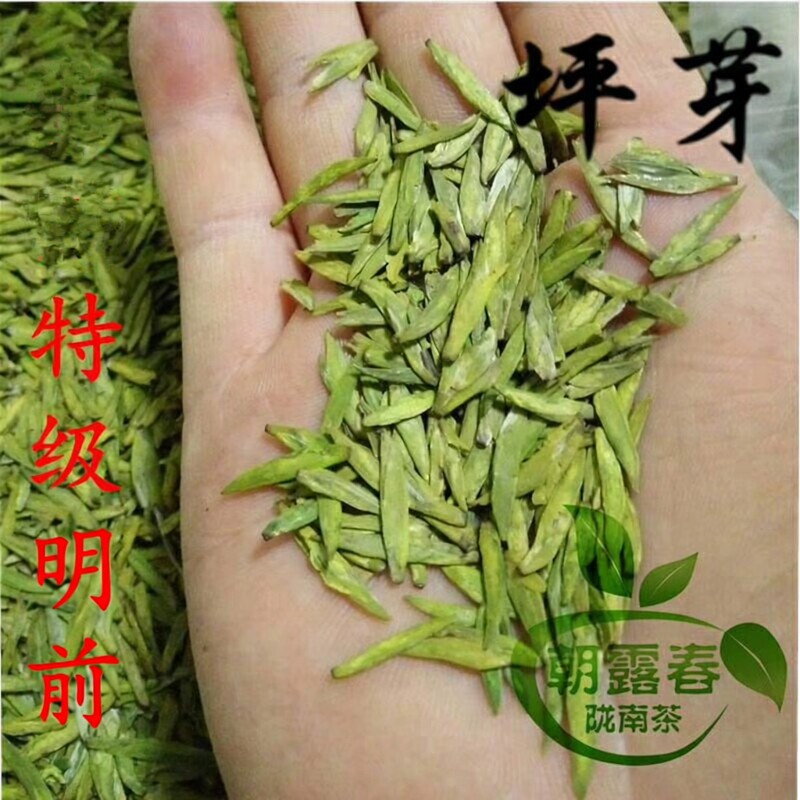 陇南新茶雀舌陇南茶叶文县碧口李子坝茶叶2026明前新茶500g包邮