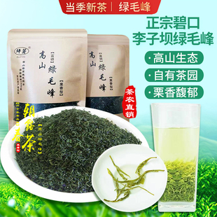甘肃陇南茶叶陇南毛尖碧口李子坝高山绿毛峰茶叶2025新茶500g包邮