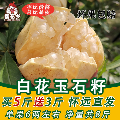 白花玉石籽石榴榴花乡怀远石榴