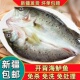 新疆 包邮 海鲈鱼开背新鲜冷冻海鱼鲜活深海鱼七星鱼海鲜水产海产品