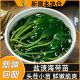 新疆 包邮 海带苗新鲜盐渍海带嫩苗小火锅食材干货裙带菜凉拌海带芽