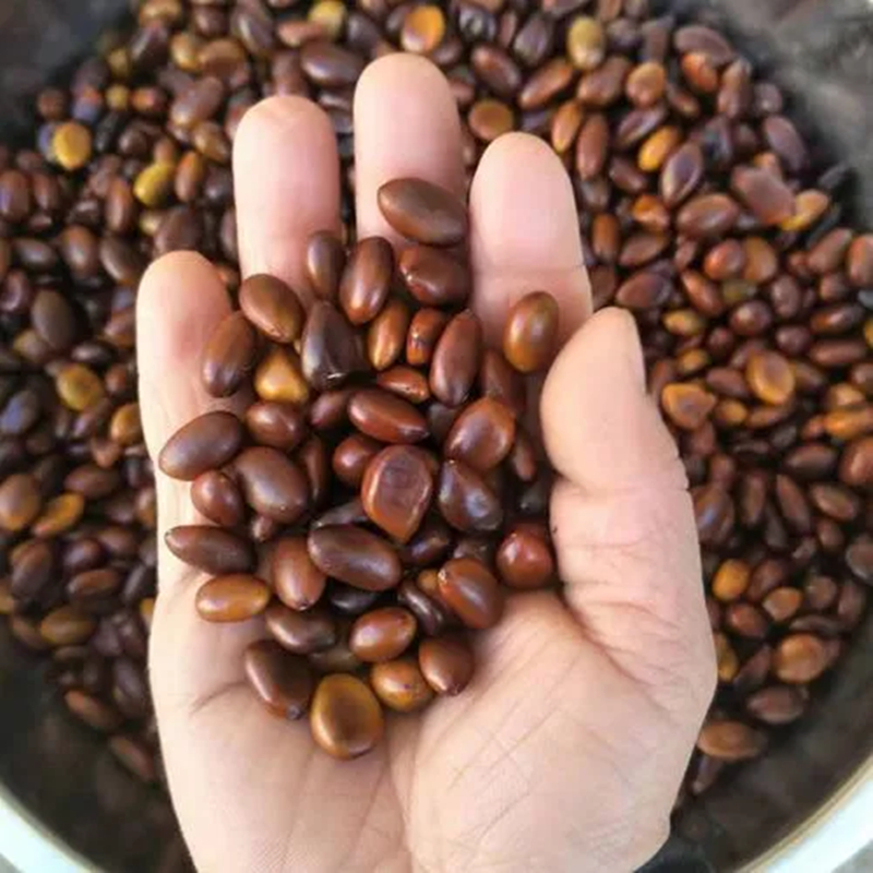 满包邮 大皂角 长皂角 皂荚 种子可加工皂角米做手串 100克
