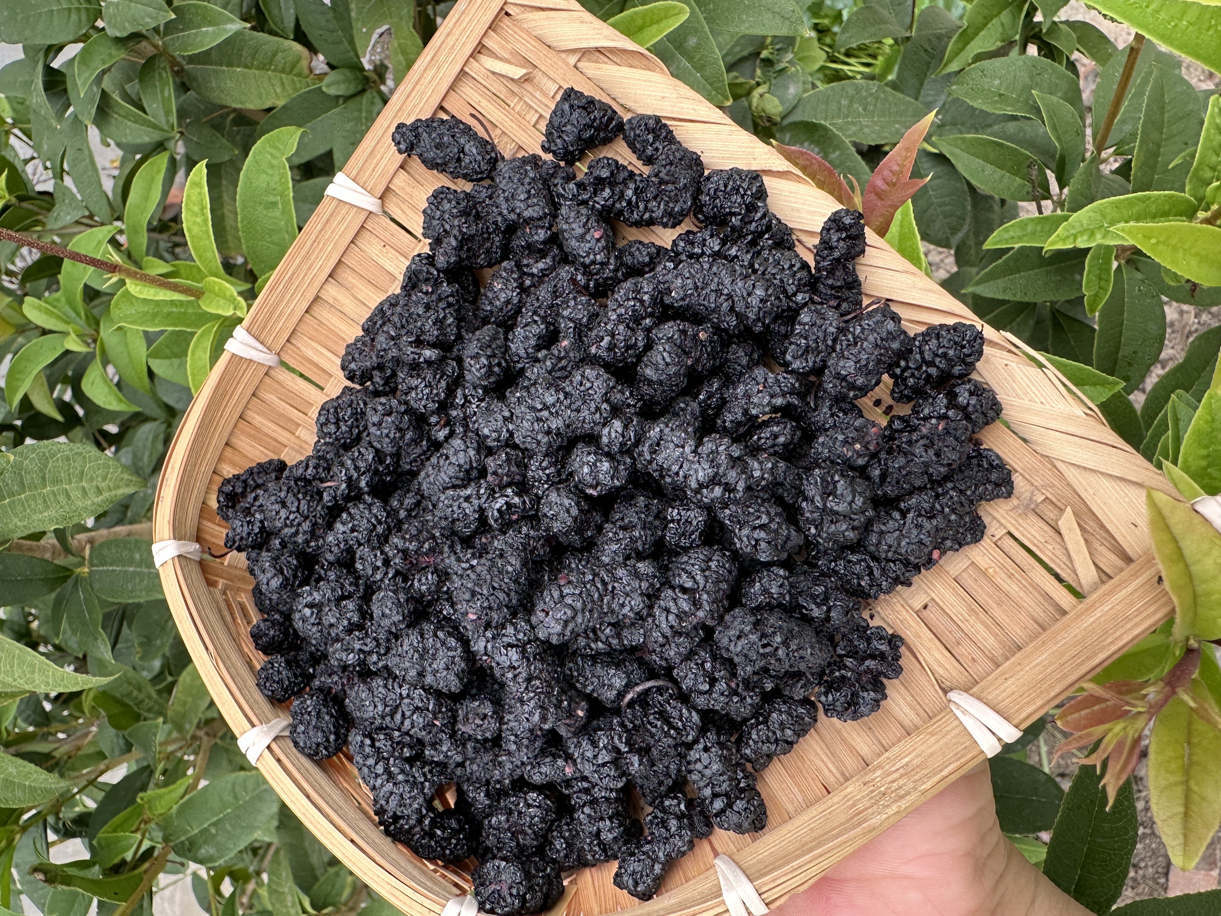 黑桑葚子 桑椹干 自然晾晒可磨粉洗发食用都可 精选干净无沙