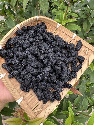 桑葚干精品无沙洗发食用都可以