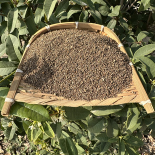 地肤子 地肤籽外用洗发护发痒材料可磨粉无硫中药材100克