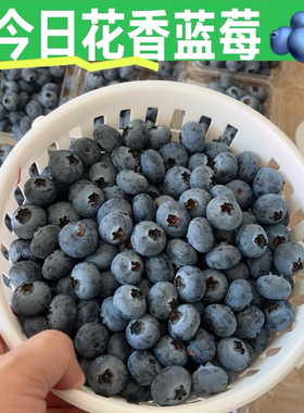 云南澄江L25花香蓝莓1斤现摘新鲜水果孕妈妈甜莓宝宝辅食顺丰包邮