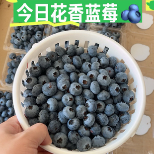 云南澄江L25花香蓝莓1斤现摘新鲜水果孕妈妈甜莓宝宝辅食顺丰 包邮