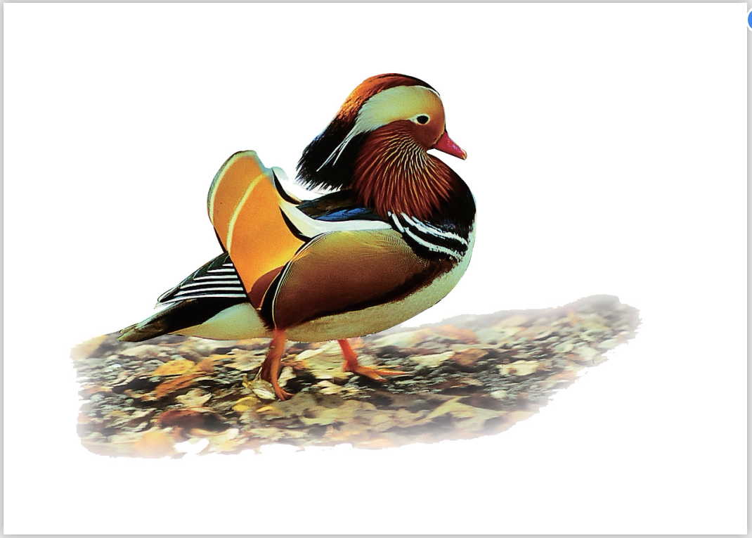 【凯思教育】右脑开发 杜曼, 百科卡闪卡认知早教卡 常见鸟 鸟类