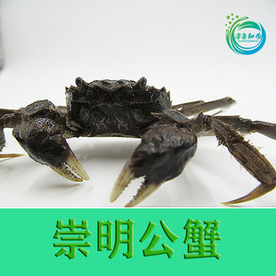 崇明清水蟹河蟹小螃蟹鲜活六月黄稻田蟹小公蟹螃蟹足绒螯蟹大闸蟹