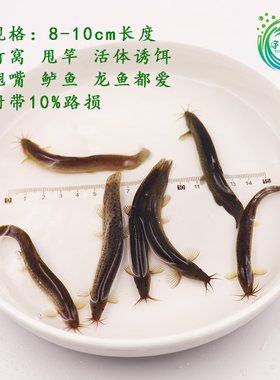 小泥鳅苗台湾泥鳅鲜活