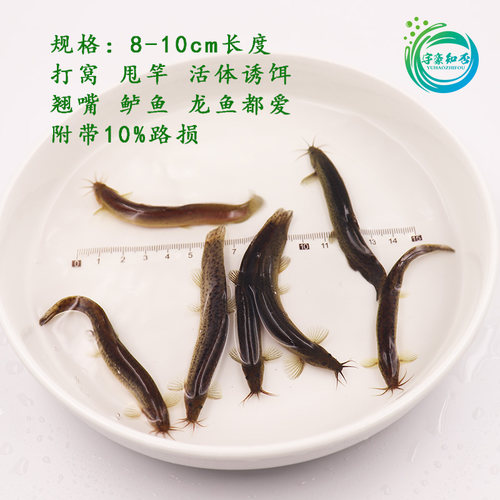 小泥鳅苗台湾泥鳅鲜活