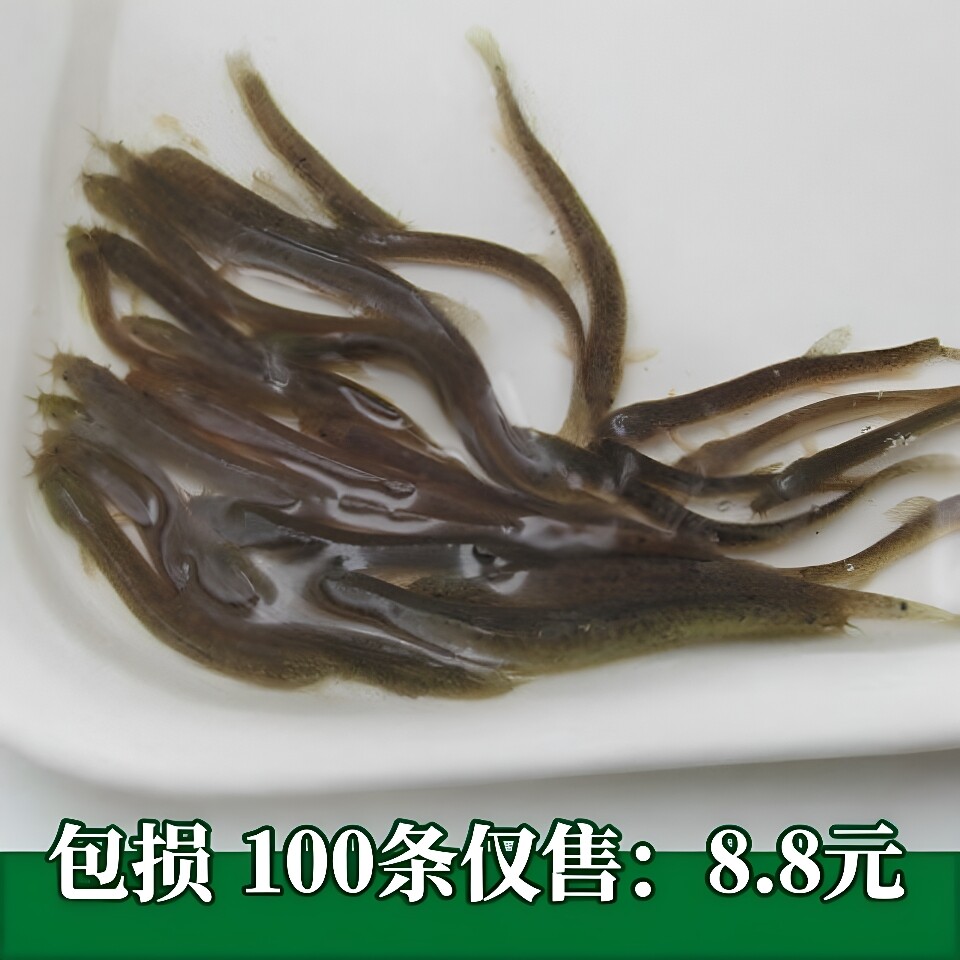 泥鳅苗血鹦鹉鳄鱼龟活体饲料图片