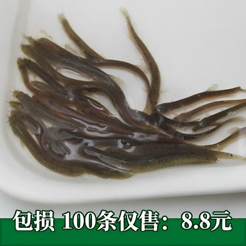 泥鳅苗血鹦鹉鳄鱼龟活体饲料