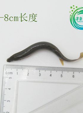 泥鳅淡水直销泥鳅鲜活