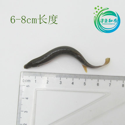 筏钓泥鳅打窝小泥鳅食用鳅鱼新鲜泥鳅鲜活挂钩活饵小泥鳅活体饵料