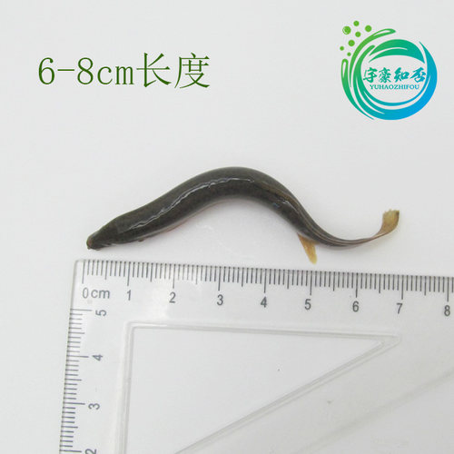 泥鳅淡水直销泥鳅鲜活