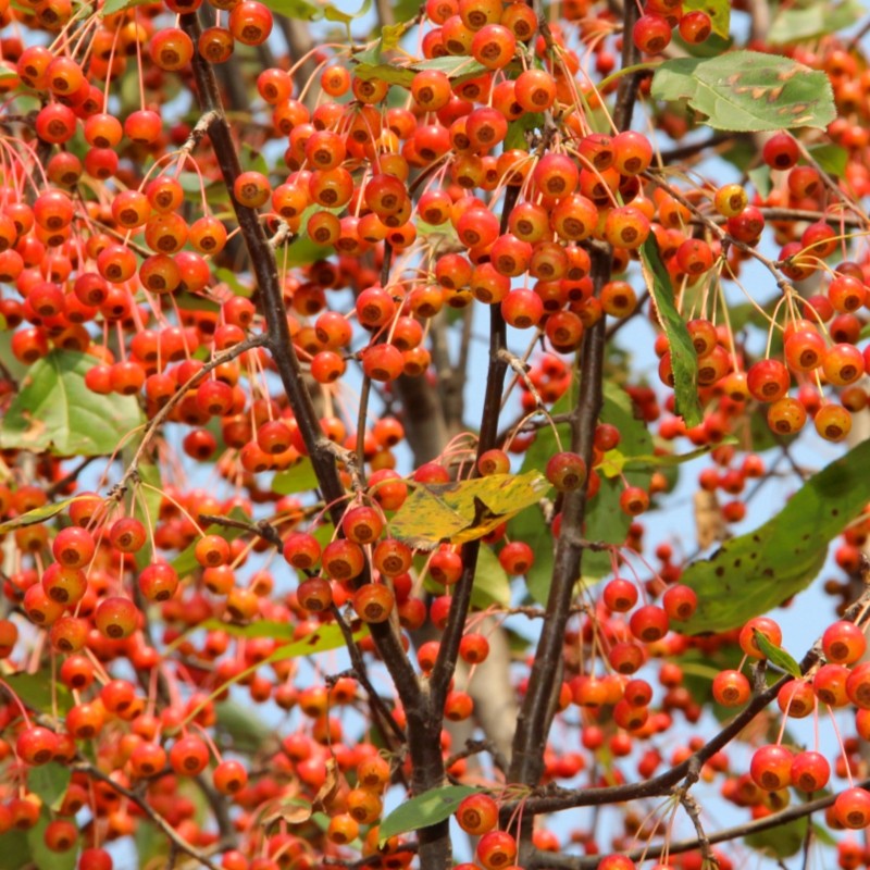 正宗沂蒙山甜茶苗平邑甜茶蒙山海棠嫁接苹果沾木庭院绿化植物盆栽