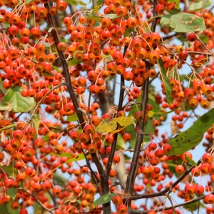 正宗沂蒙山甜茶苗平邑甜茶蒙山海棠嫁接苹果沾木庭院绿化植物盆栽