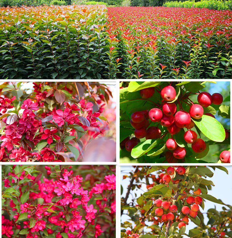 北美海棠苗冬红西府垂丝红宝石高原之火花卉观果苗圃木本庭院耐寒
