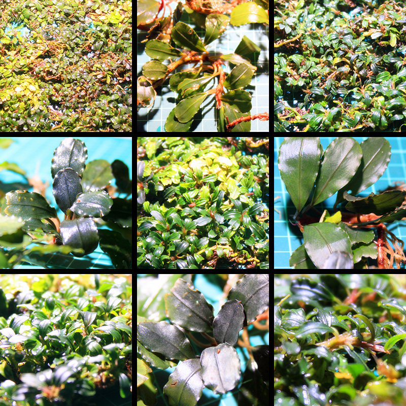 【rz辣椒榕】野株组合定转水辣椒榕草水族缸造景辣椒榕野猪丛群落