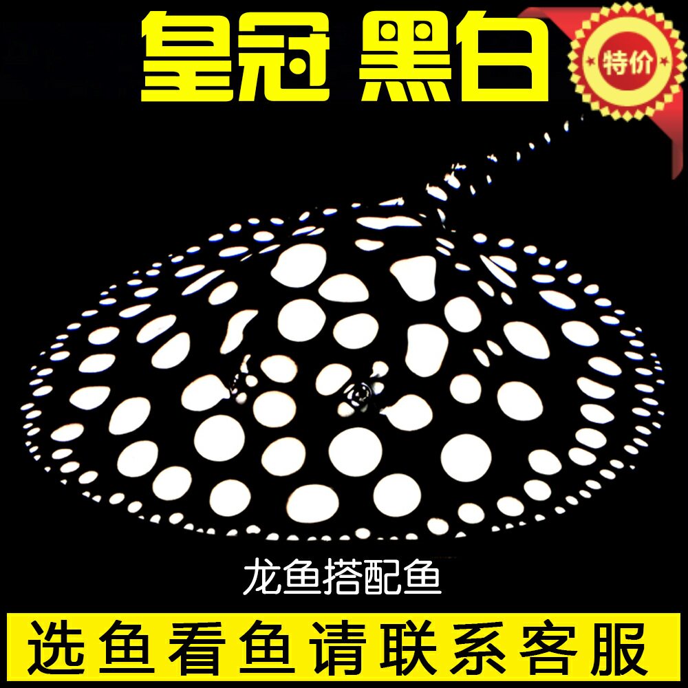 皇冠黑金米克斯魟鱼 虹鱼 黑帝杂交虹混养配龙鱼 观赏热带鱼包邮