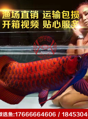 红龙鱼活体印尼超血红龙辣椒红龙鱼紫艳红龙金头过背金龙鱼苗观赏