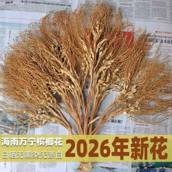 海南万宁槟榔花干 农家自采自晒无添加无漂白无熏染 煲汤茶饮