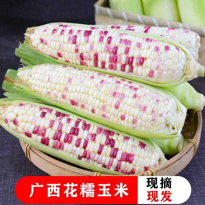 广西新鲜花糯玉米新鲜现摘当季水果玉米蔬菜非转基因9斤5斤3斤