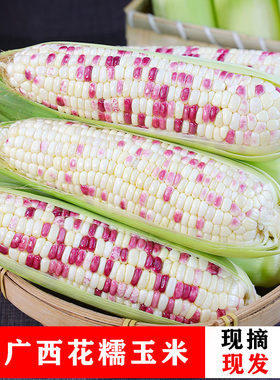 广西新鲜花糯玉米新鲜现摘当季水果玉米蔬菜非转基因9斤5斤3斤