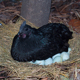 五黑鸡种蛋可孵化受精蛋