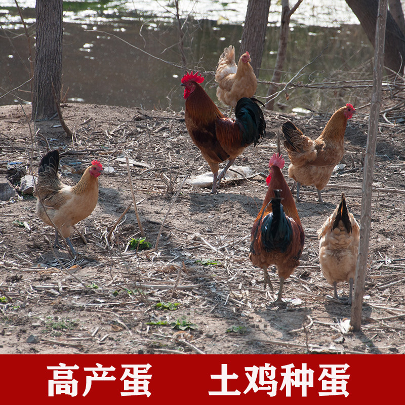 30枚包邮土鸡蛋土鸡种蛋受精蛋可孵化柴鸡蛋种蛋纯种当天新鲜鸡蛋