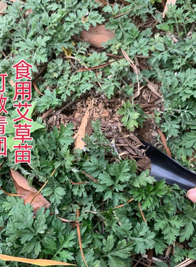 广西农村野生食用艾草苗 盆栽种苗 艾苗可食用青团艾糍粑 艾草苗