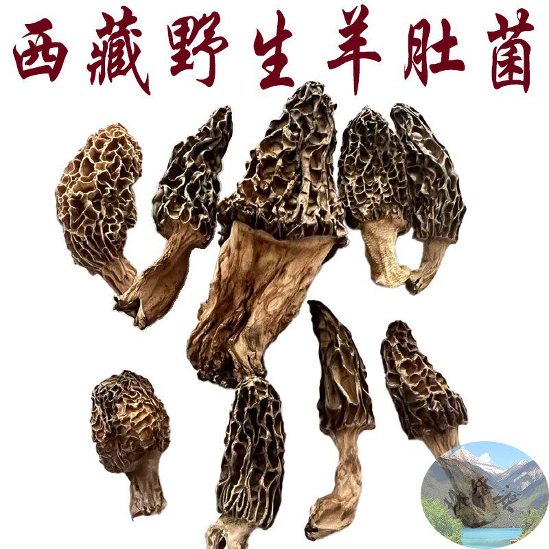 西藏直发50g包邮 西藏野生羊肚菌 每个都很独特 林芝羊肚菌特别香