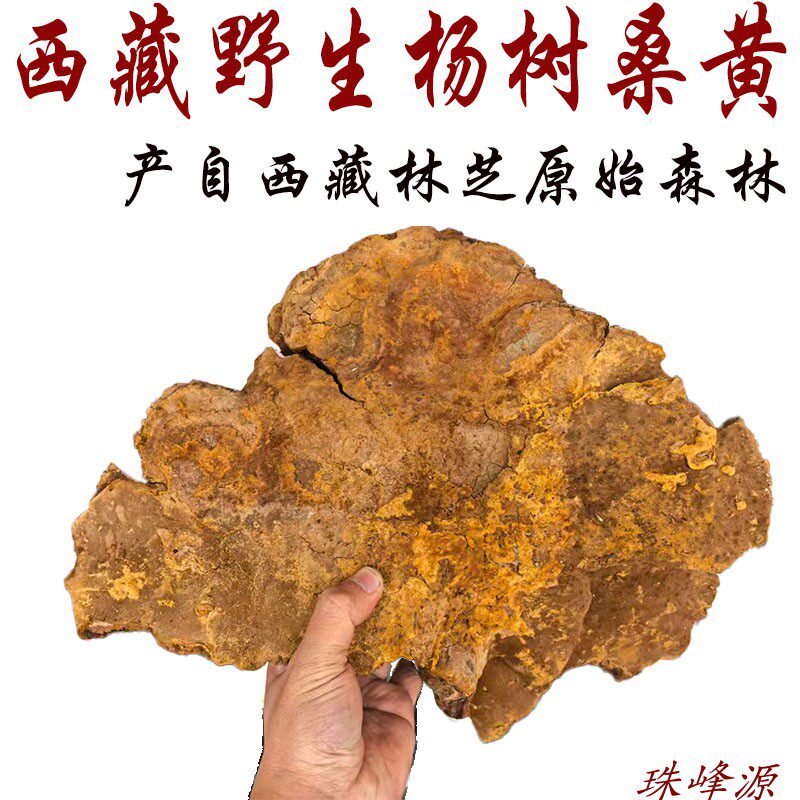 250克包邮 西藏林芝产野生杨树桑黄 杨树黄 不是桑树桑黄