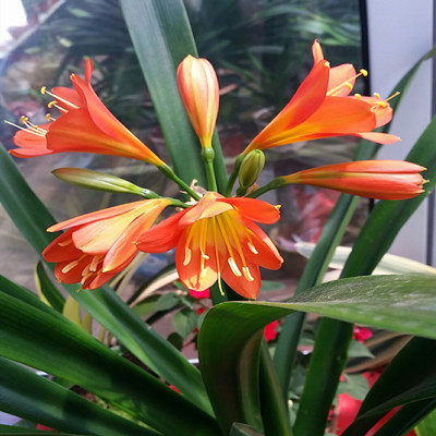 【长春凤林君子兰】4年生国旗红