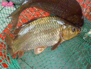 红鲫鱼夏花鱼苗成鱼批发 淡水四大家鱼 草鱼武昌鱼鲤鱼罗非鱼