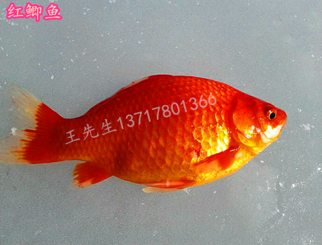 红鲫鱼苗成鱼批发 四大家鱼夏花 青鱼鲈鱼罗非鱼草鲤武昌鱼