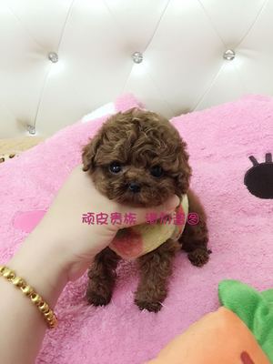 韩国红色贵宾宠物狗狗出售茶杯犬