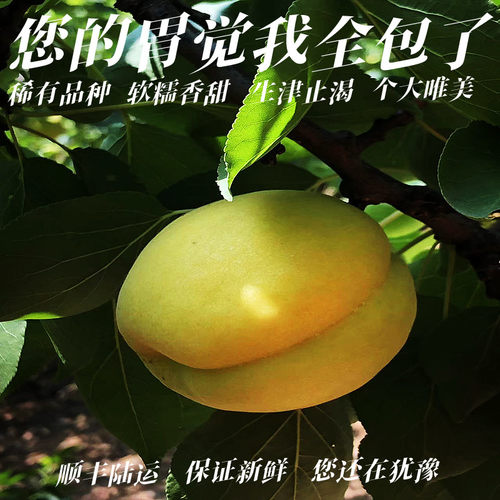 现摘现发黄杏香甜礼盒包装