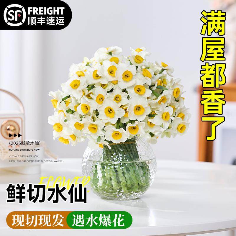【带花瓶水仙鲜切花】现摘漳州水仙花种球花枝带花苞新鲜花束室内,鲜花速递/花卉仿真/绿植园艺,时令草本花卉,淘宝优惠券,粉丝福利购,淘宝优惠卷
