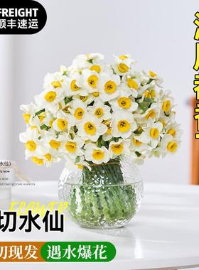 【带花瓶水仙鲜切花】现摘漳州水仙花种球花枝带花苞新鲜花束室内