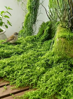 仿草皮草坪假青苔苔藓仿真丛林苔藓假草diy手工草皮材料庭院装饰